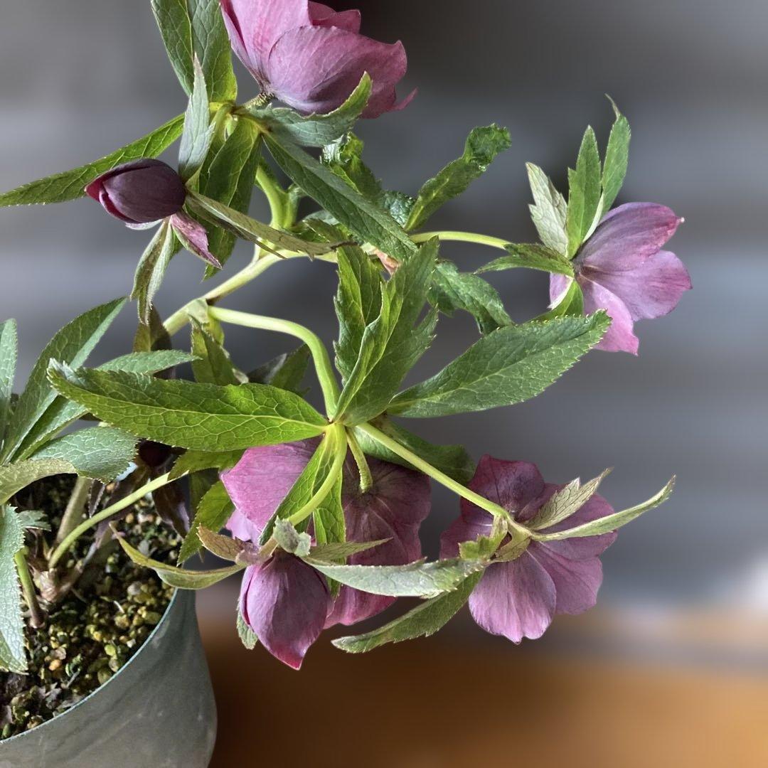 あやパン クリスマスローズ［ 雅 ]鉢花 紫