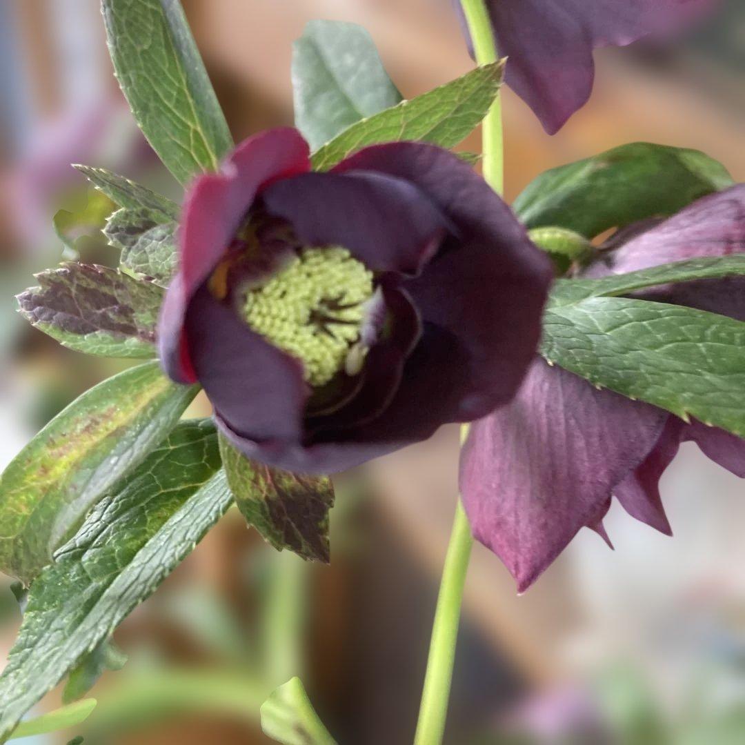 あやパン クリスマスローズ［ 雅 ]鉢花 紫