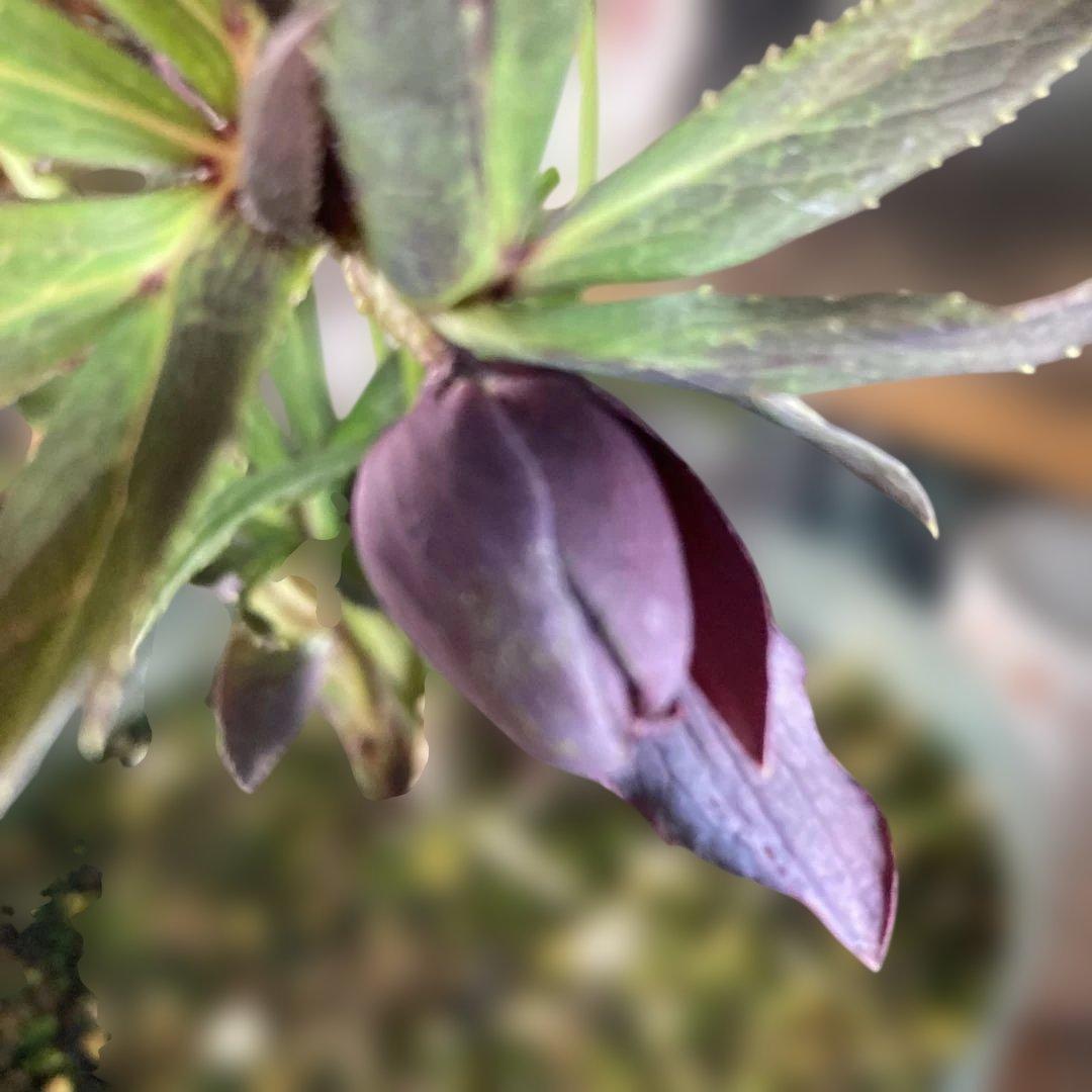 あやパン クリスマスローズ［ 雅 ]鉢花 紫