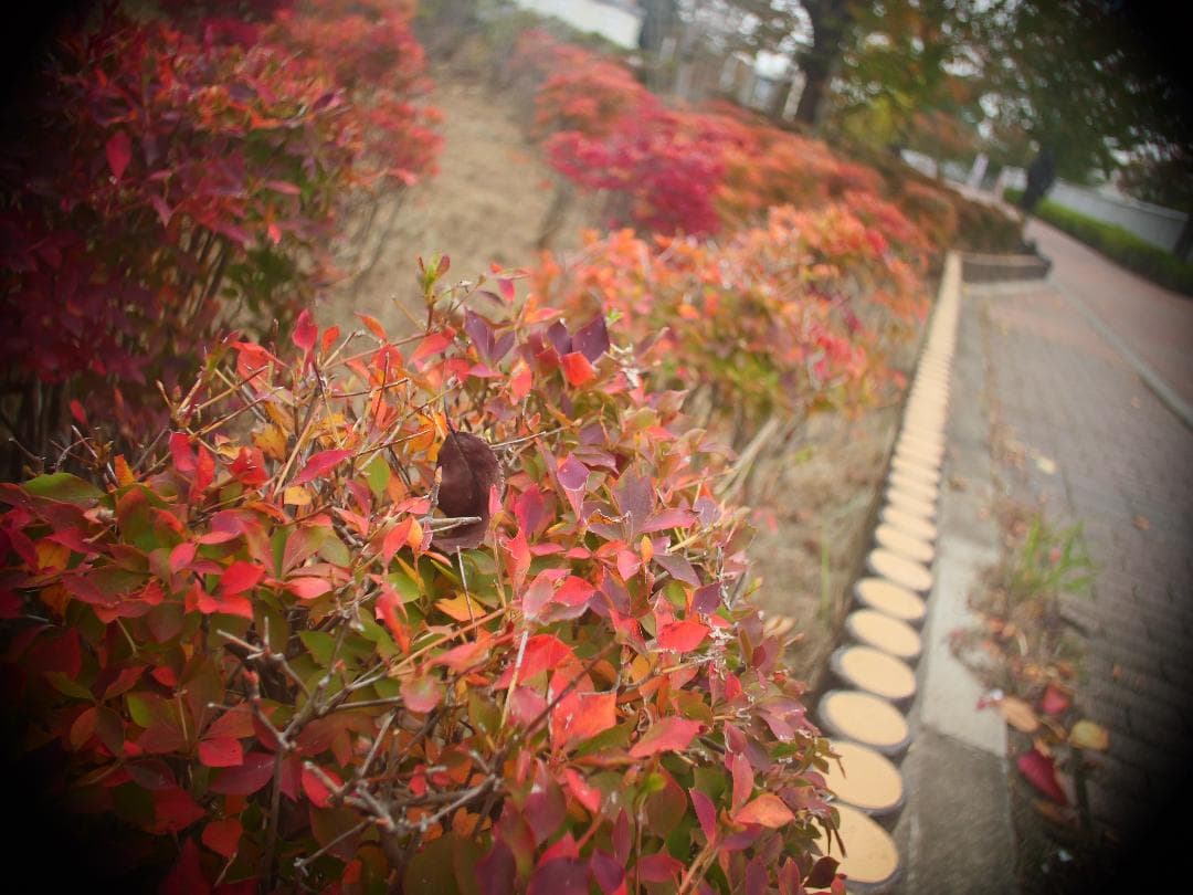 アリマウント　オールドレンズ　Schneider Cinegon 10mm