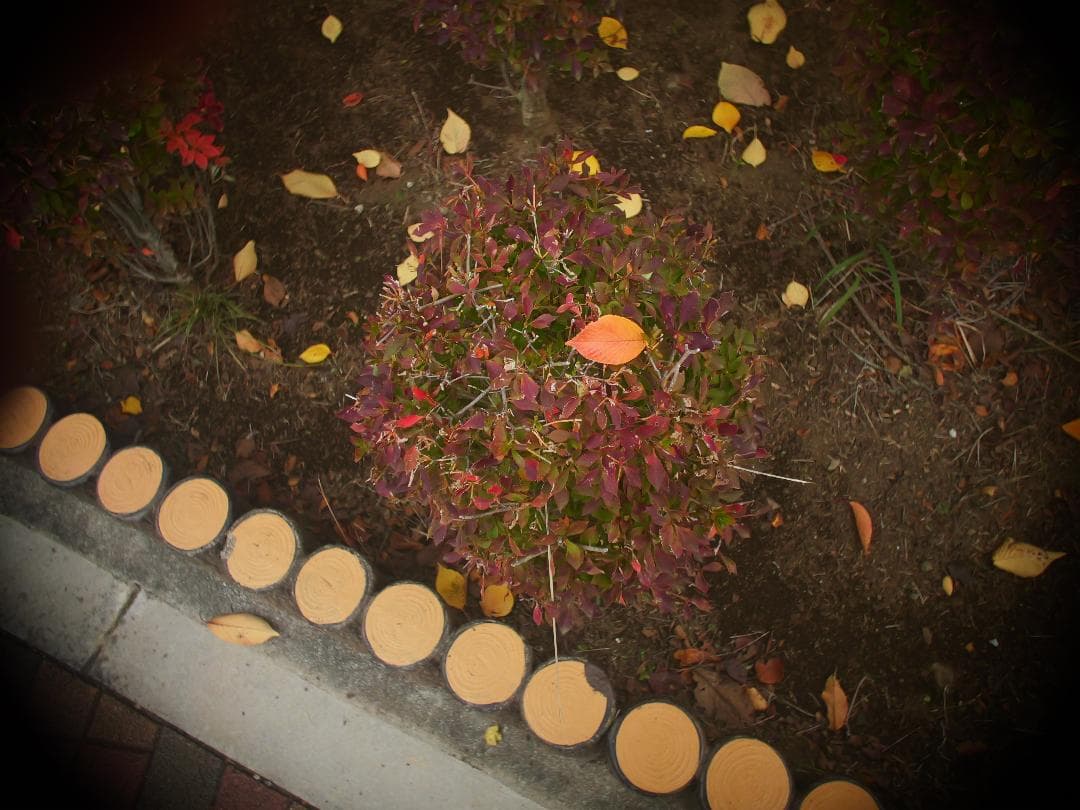 アリマウント　オールドレンズ　Schneider Cinegon 10mm