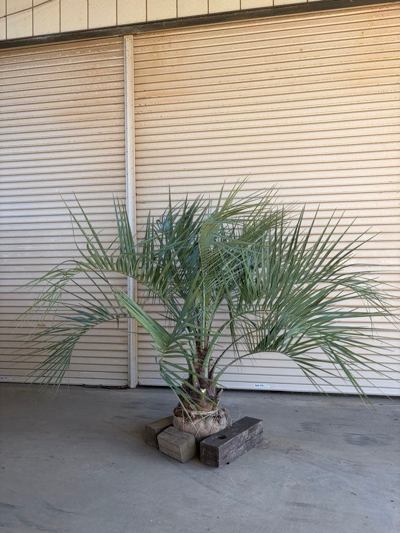 ココスヤシ　根鉢上から150cm