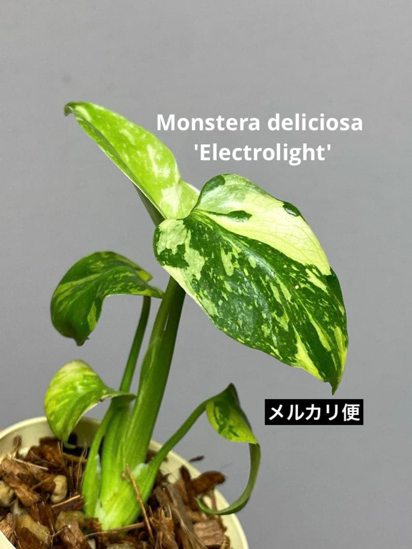山*本様 ③【超希少‼️】モンステラ　エレクトロライト　斑入り　レア　人気　メル