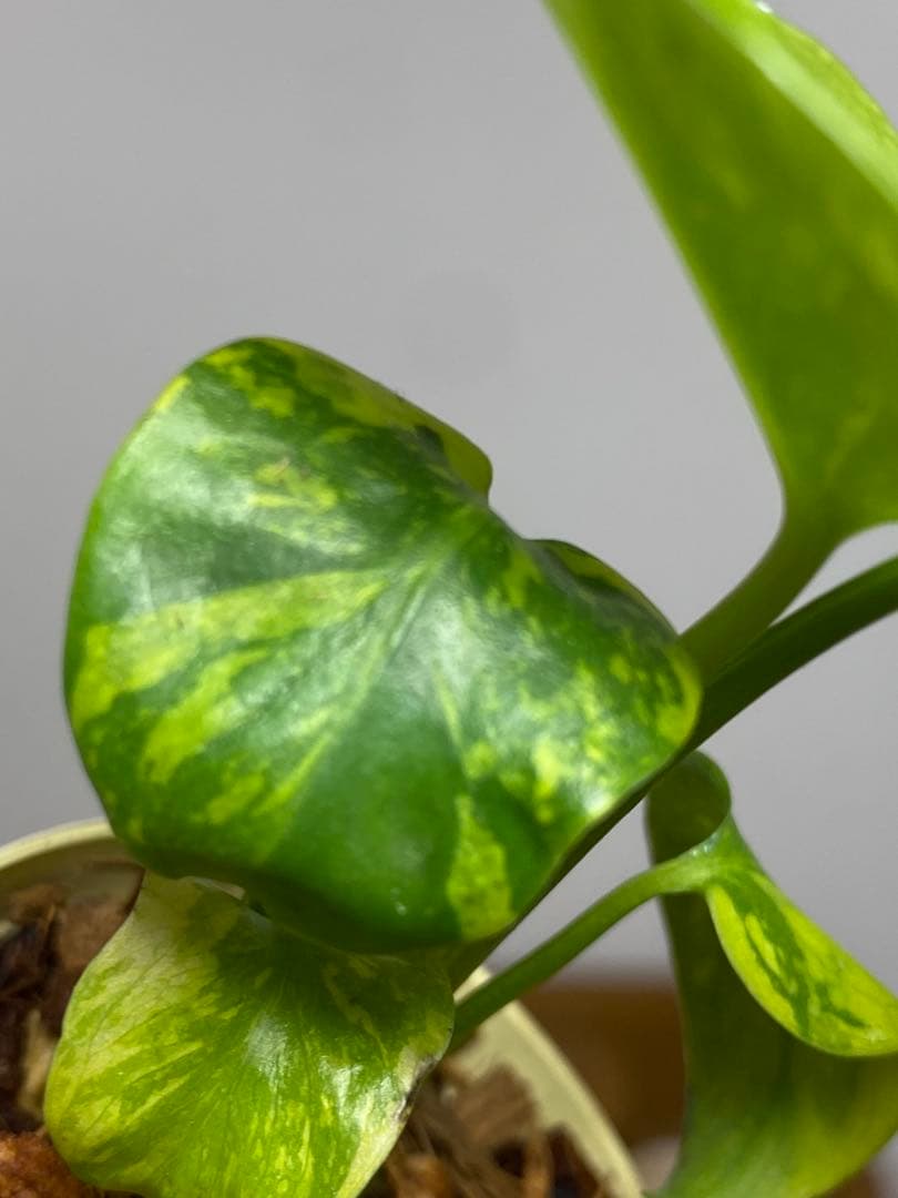 山*本様 ③【超希少‼️】モンステラ　エレクトロライト　斑入り　レア　人気　メル
