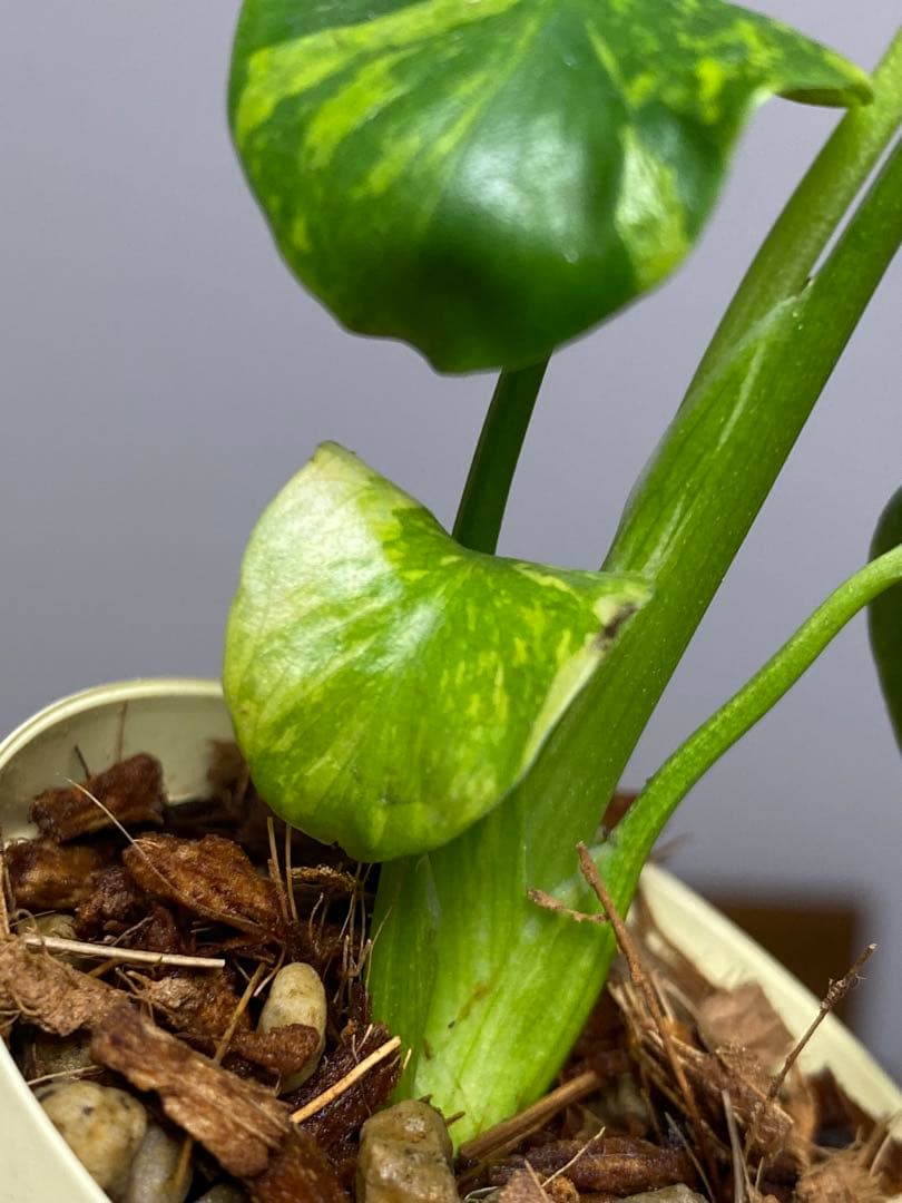 山*本様 ③【超希少‼️】モンステラ　エレクトロライト　斑入り　レア　人気　メル