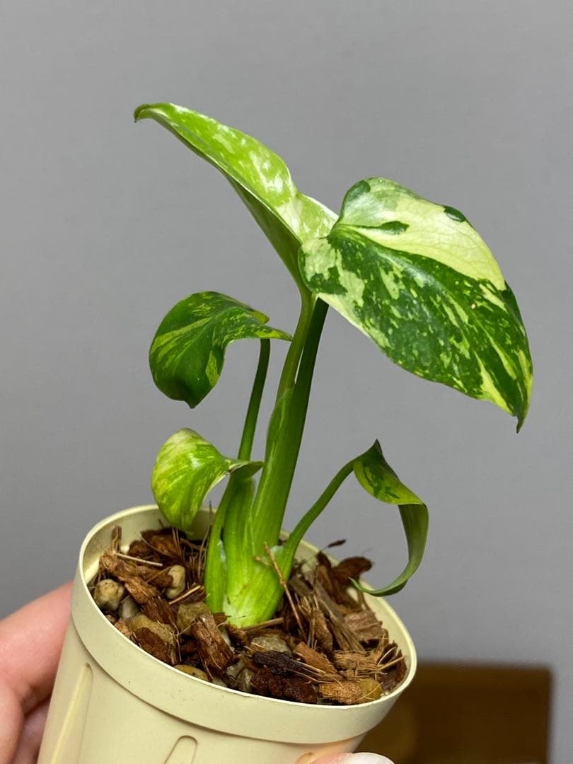 山*本様 ③【超希少‼️】モンステラ　エレクトロライト　斑入り　レア　人気　メル