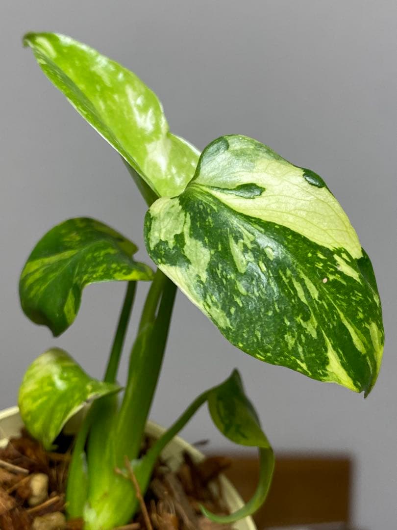山*本様 ③【超希少‼️】モンステラ　エレクトロライト　斑入り　レア　人気　メル