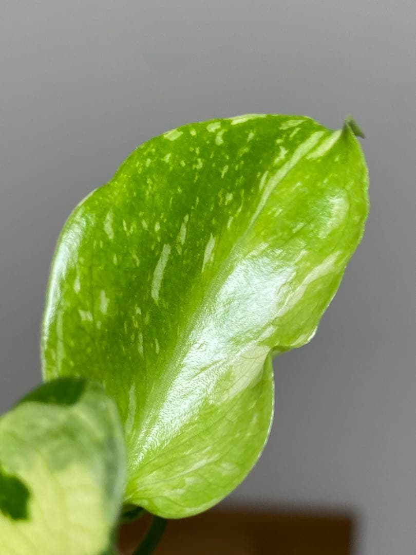 山*本様 ③【超希少‼️】モンステラ　エレクトロライト　斑入り　レア　人気　メル