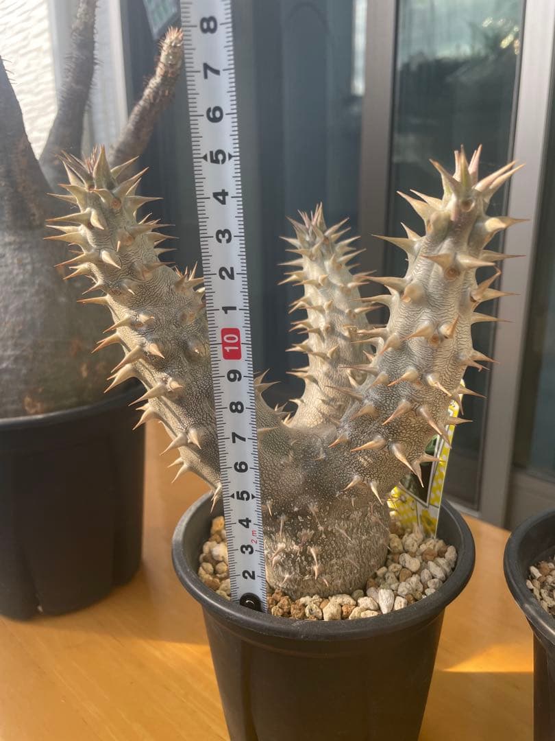 和*田様 パキポディウム　グラキリス　塊根植物　デンシフローラム