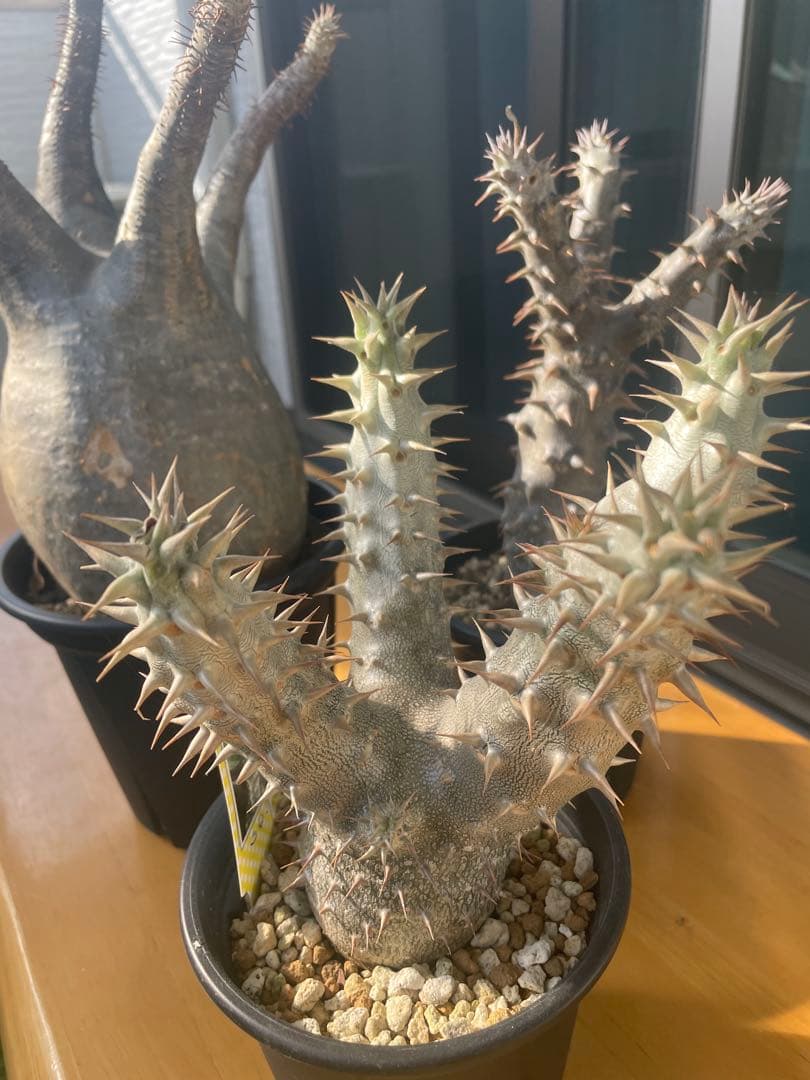 和*田様 パキポディウム　グラキリス　塊根植物　デンシフローラム