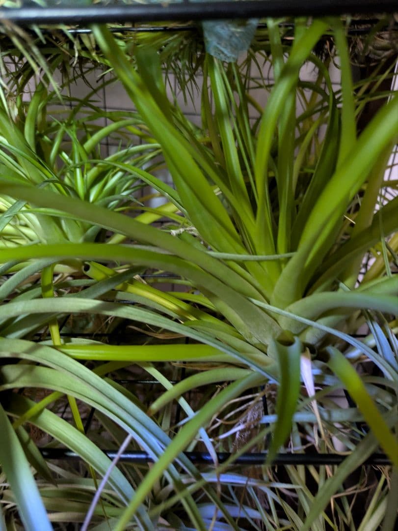 塚*龍様 ティランジア　エアプランツ　【100個〜まとめ売り】