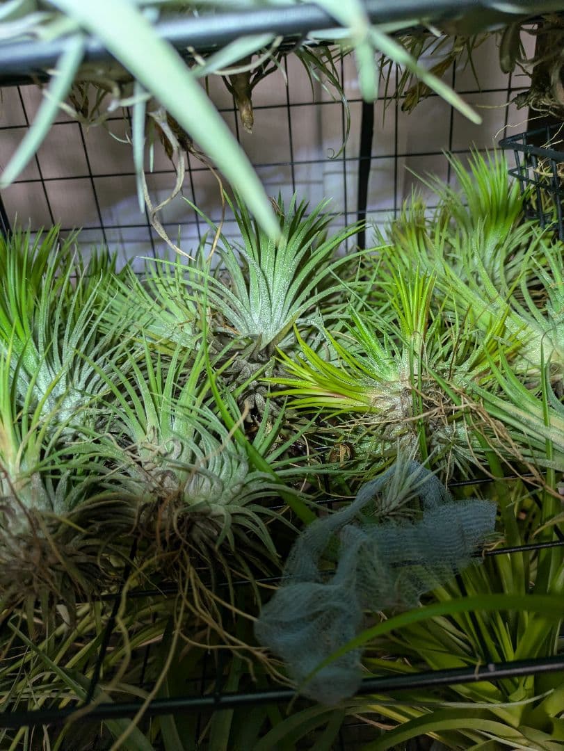 塚*龍様 ティランジア　エアプランツ　【100個〜まとめ売り】