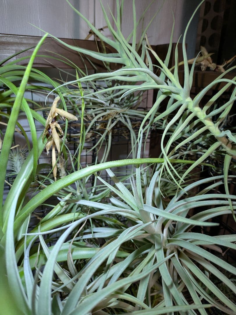 塚*龍様 ティランジア　エアプランツ　【100個〜まとめ売り】