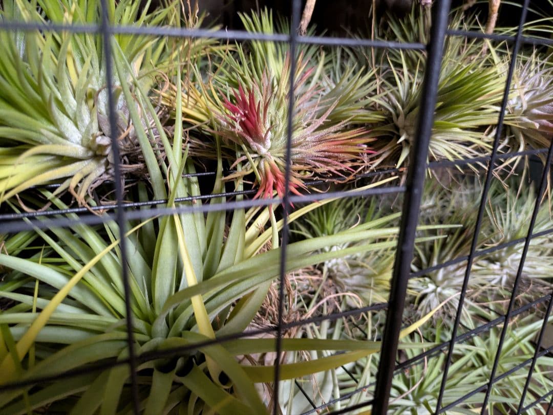 塚*龍様 ティランジア　エアプランツ　【100個〜まとめ売り】