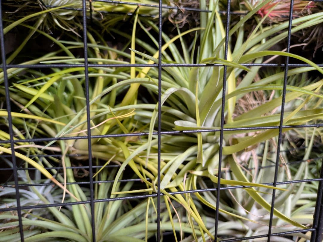 塚*龍様 ティランジア　エアプランツ　【100個〜まとめ売り】