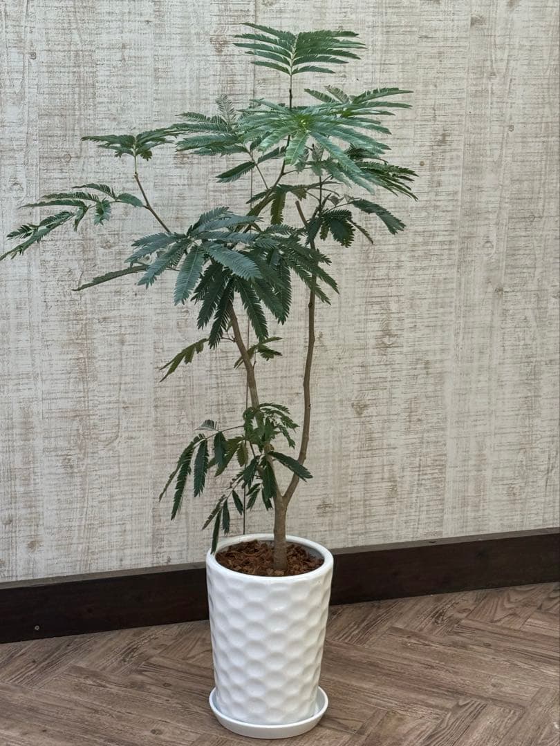 エバーフレッシュ♪ 112cm ホワイト陶器♪