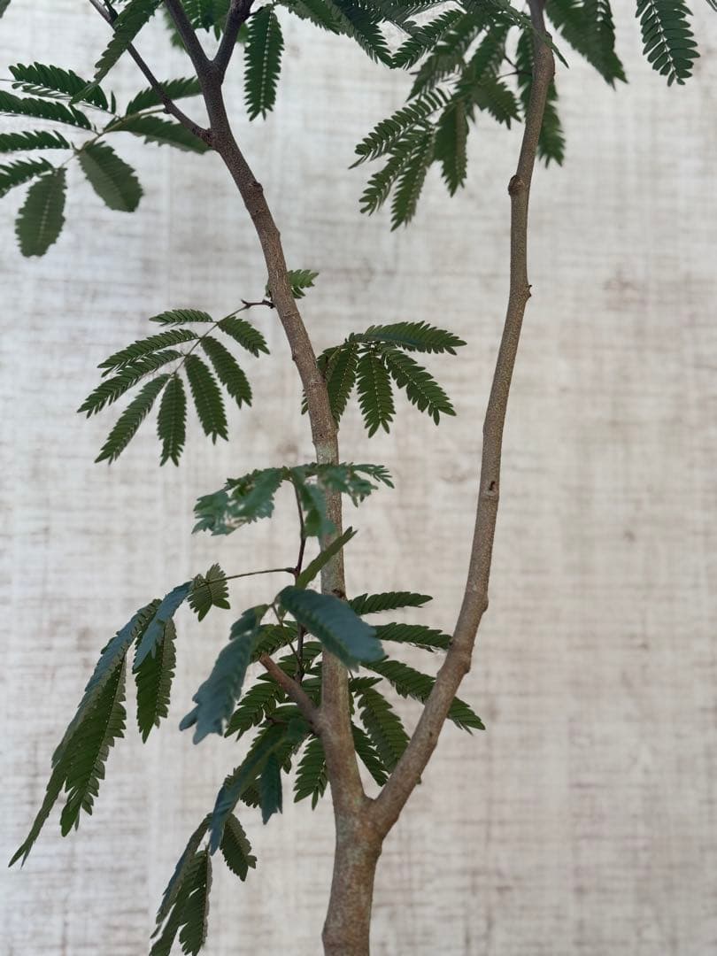 エバーフレッシュ♪ 112cm ホワイト陶器♪