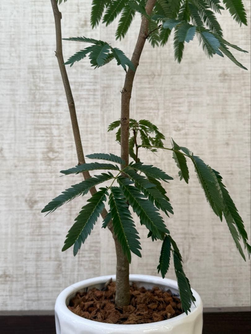 エバーフレッシュ♪ 112cm ホワイト陶器♪