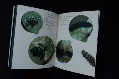 【ぎふちょう：写真絵本】田淵行男写真集　初版発行　★★大幅に値下げしました