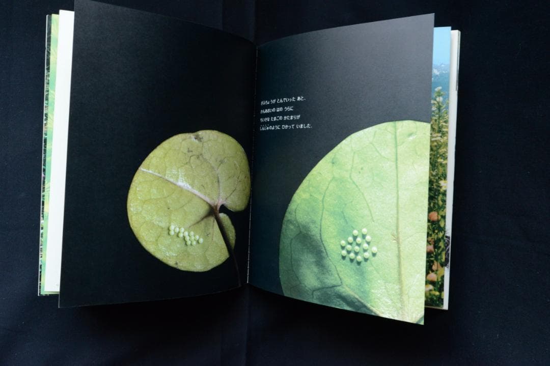 【ぎふちょう：写真絵本】田淵行男写真集　初版発行　★★大幅に値下げしました