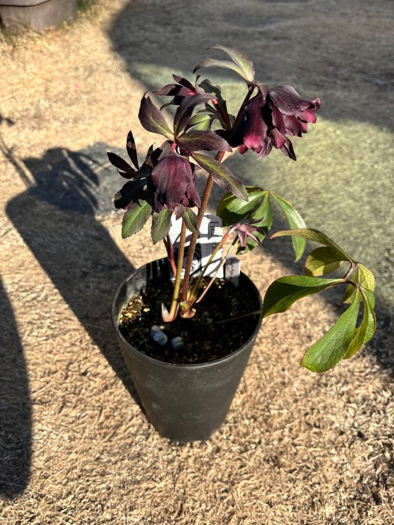 クリスマスローズ　認定タグ付き　ブラックマジック　やや多弁