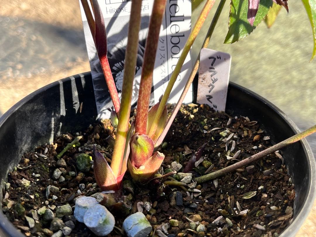 クリスマスローズ　認定タグ付き　ブラックマジック　やや多弁