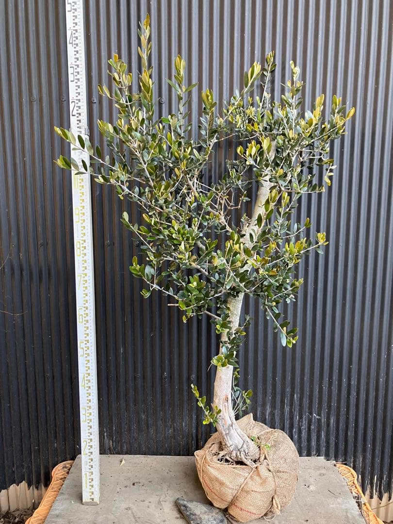 古木　オリーブの木　ルッカ