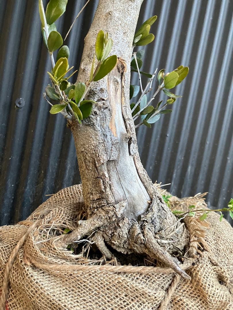 古木　オリーブの木　ルッカ