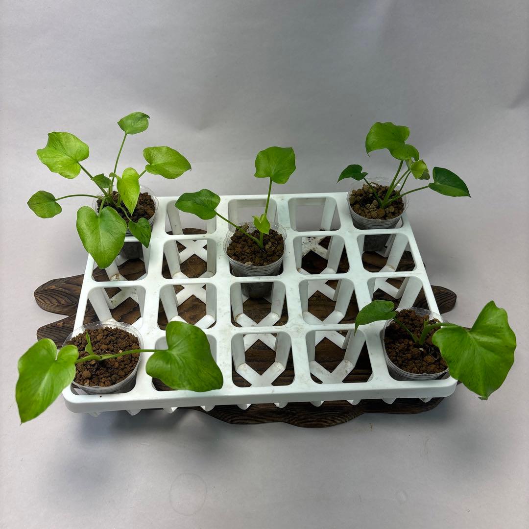 ト*)様 5株セットms39フィロデンドロン・セローム・斑入り　希少品種　観葉植