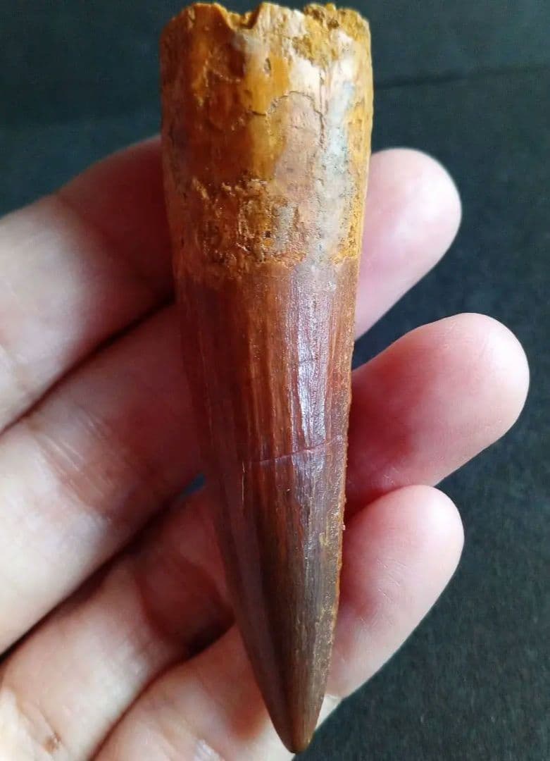 恐竜　スピノサウルス　歯化石　美麗