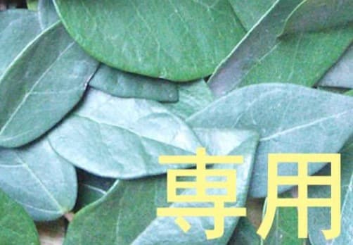 14日（水） 22時半迄【user_1f345a6a】 15ml CP