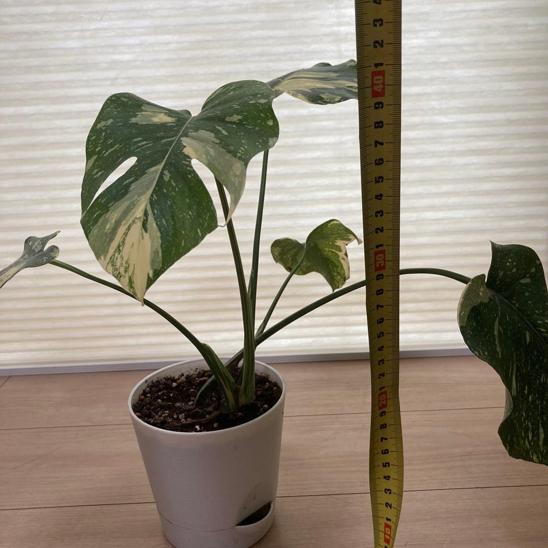 k*u様 鉢ごと発送【希少】モンステラ　デリシオーサ　レガシー★班入り▪️▪️