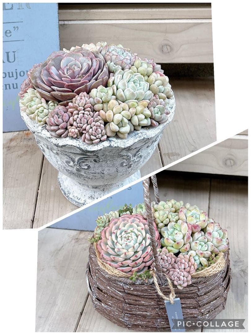 専用ページ　　多肉植物　寄せ植え　かご　·͜· ꕤ︎︎