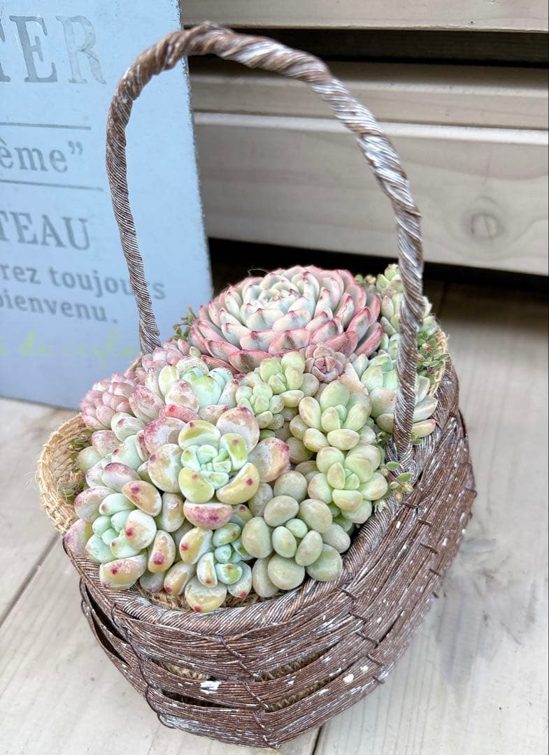 専用ページ　　多肉植物　寄せ植え　かご　·͜· ꕤ︎︎