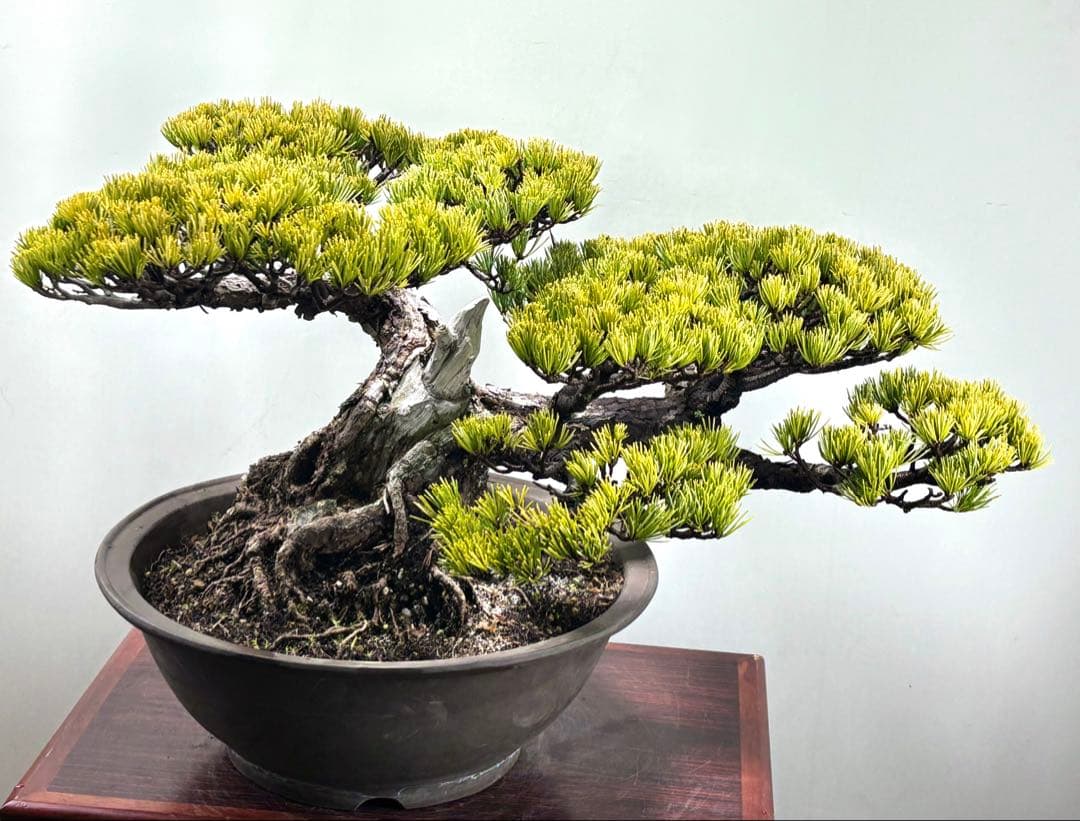 【みやじま】大阪松　五葉松　盆栽‼️