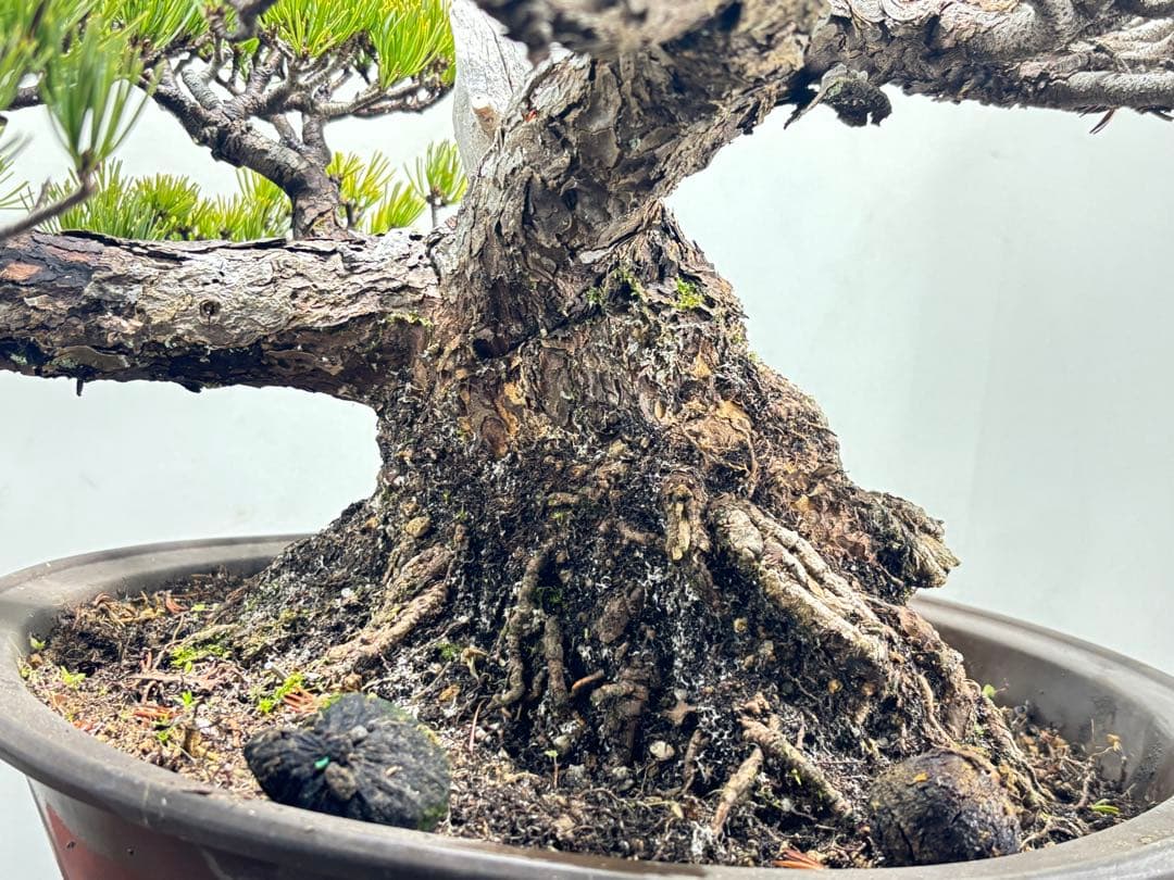 【みやじま】大阪松　五葉松　盆栽‼️