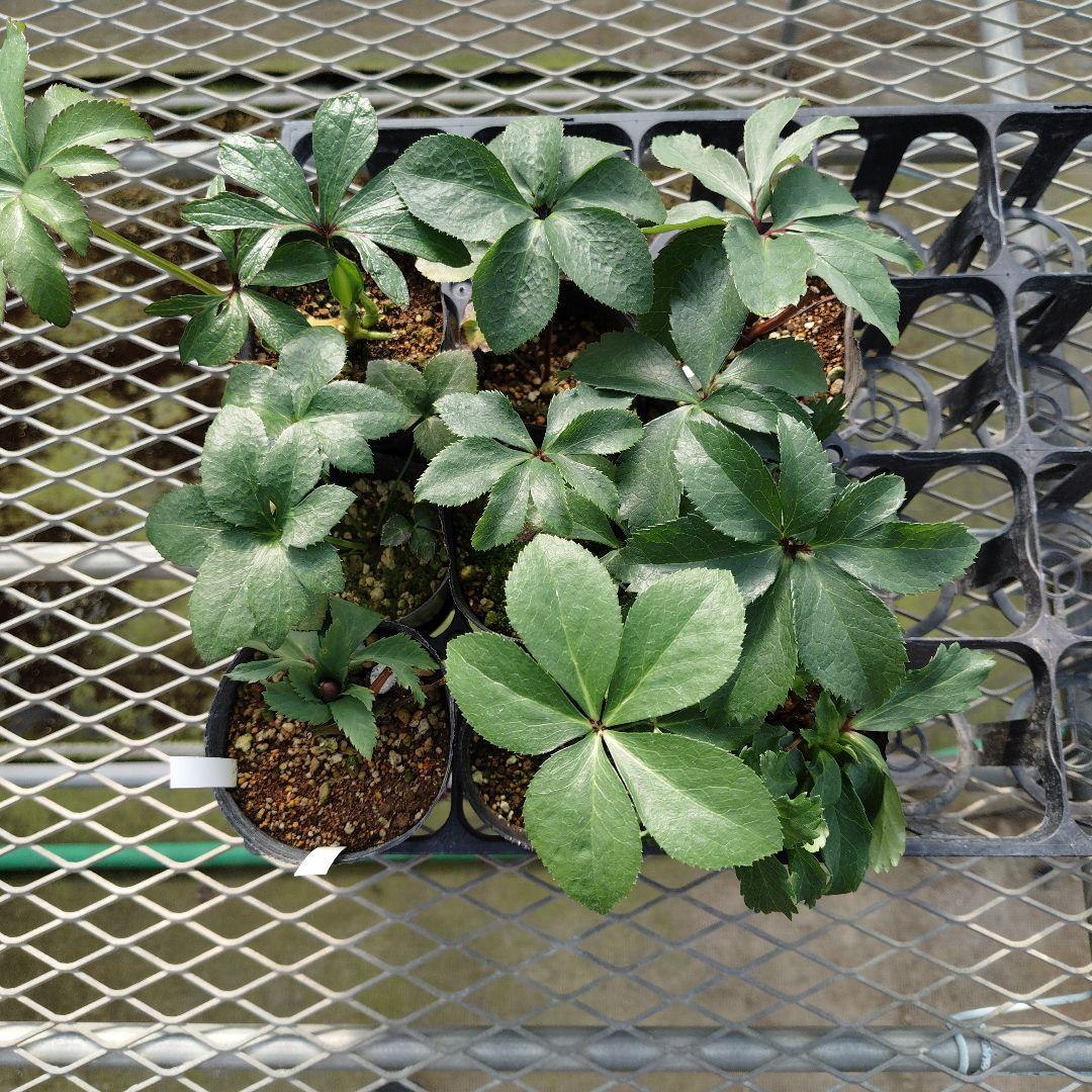 ポンタ　クリスマスローズセット