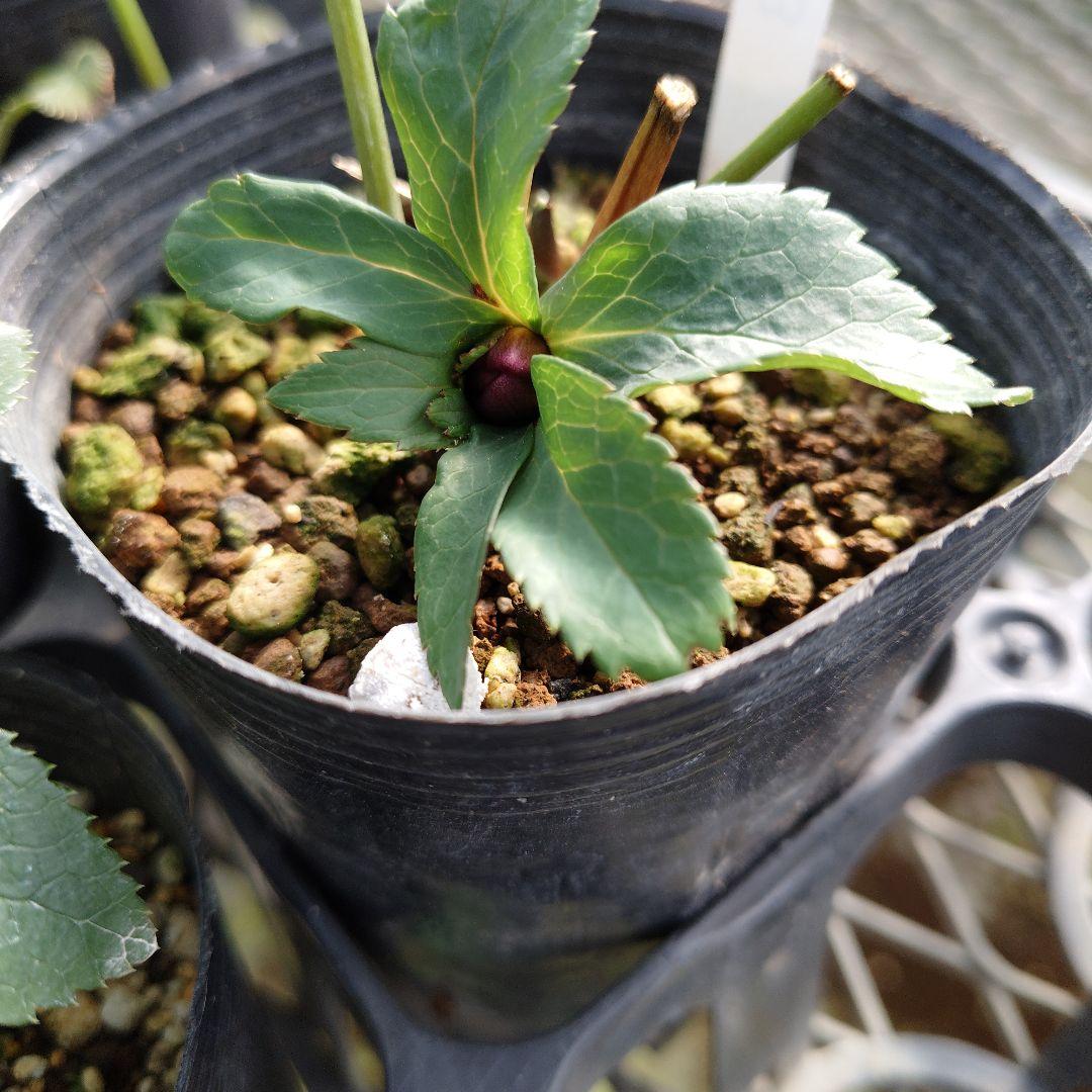 ポンタ　クリスマスローズセット