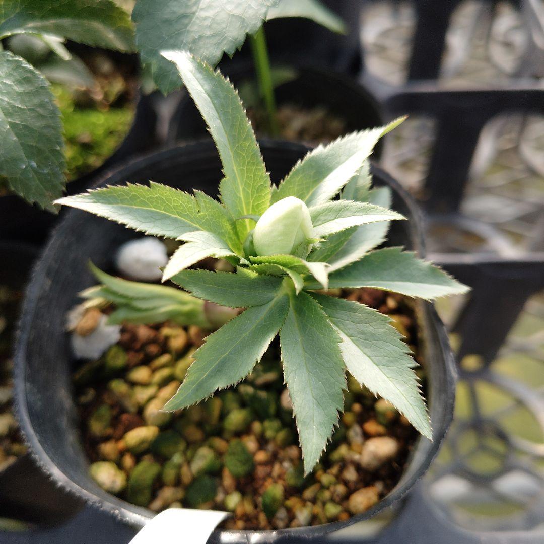 ポンタ　クリスマスローズセット