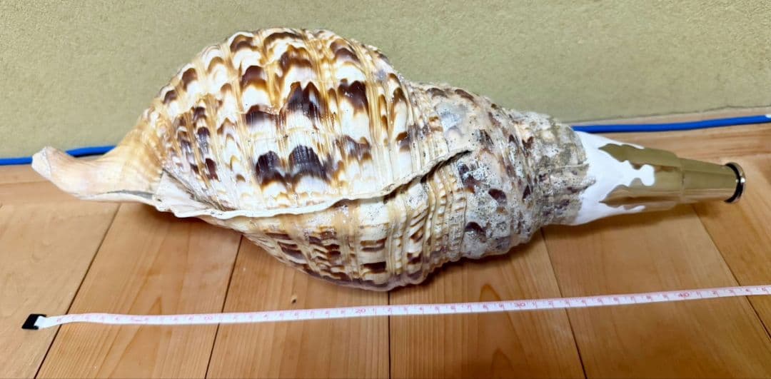 特大肉厚44㎝修験道法螺貝 山伏