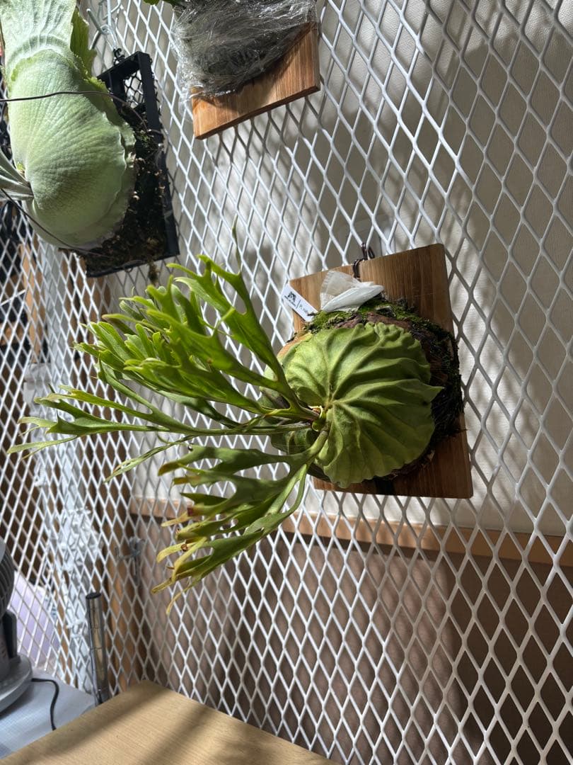 リドレイ　Platycerium ridleyi pakarang 親株サイズ