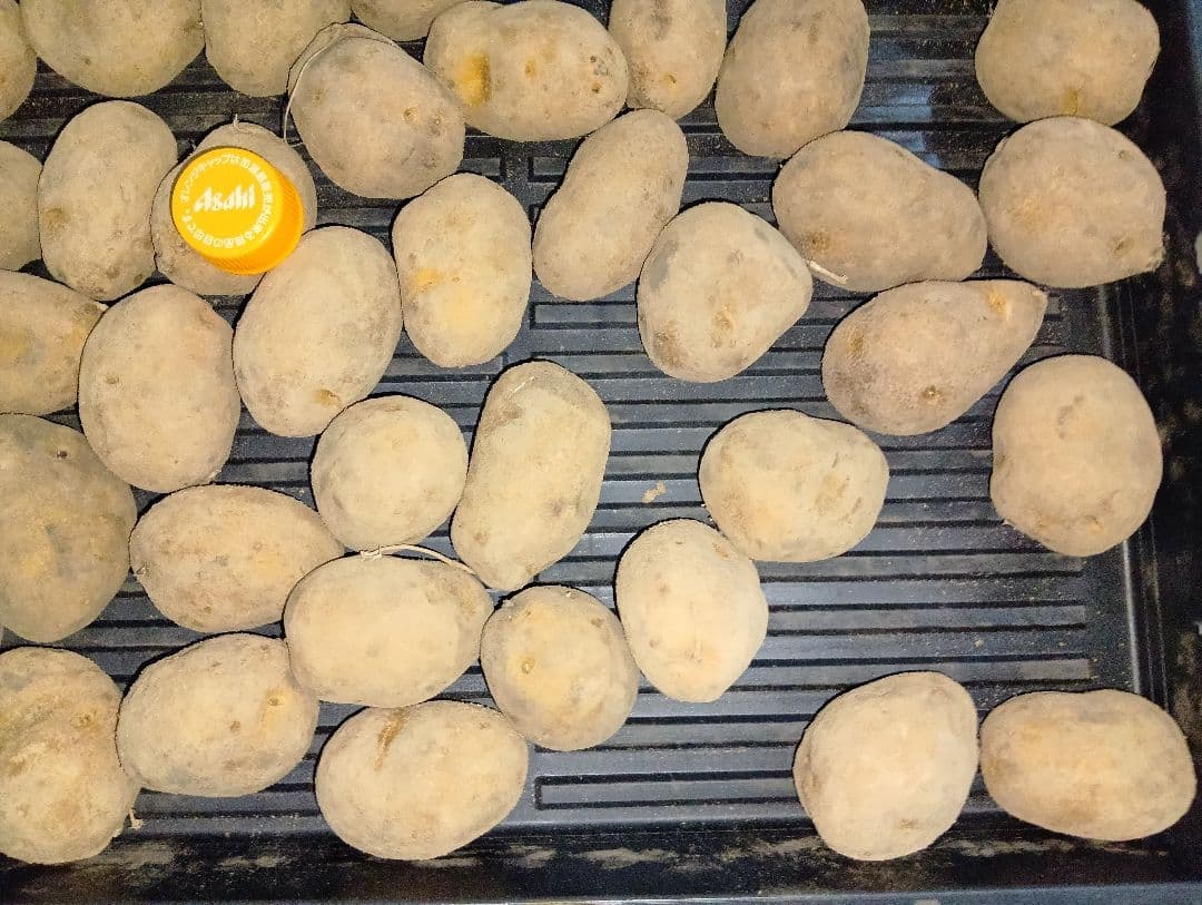 10kg m207 インカのめざめ 種芋