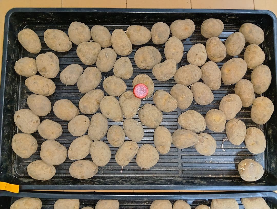 10kg m207 インカのめざめ 種芋