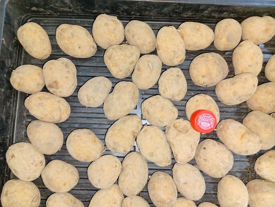 10kg m207 インカのめざめ 種芋