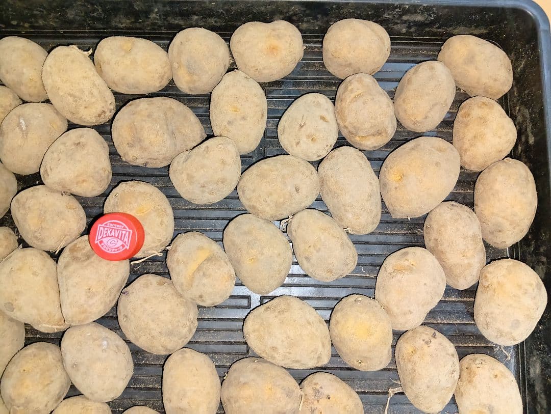 10kg m207 インカのめざめ 種芋