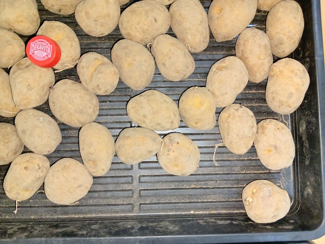 10kg m207 インカのめざめ 種芋