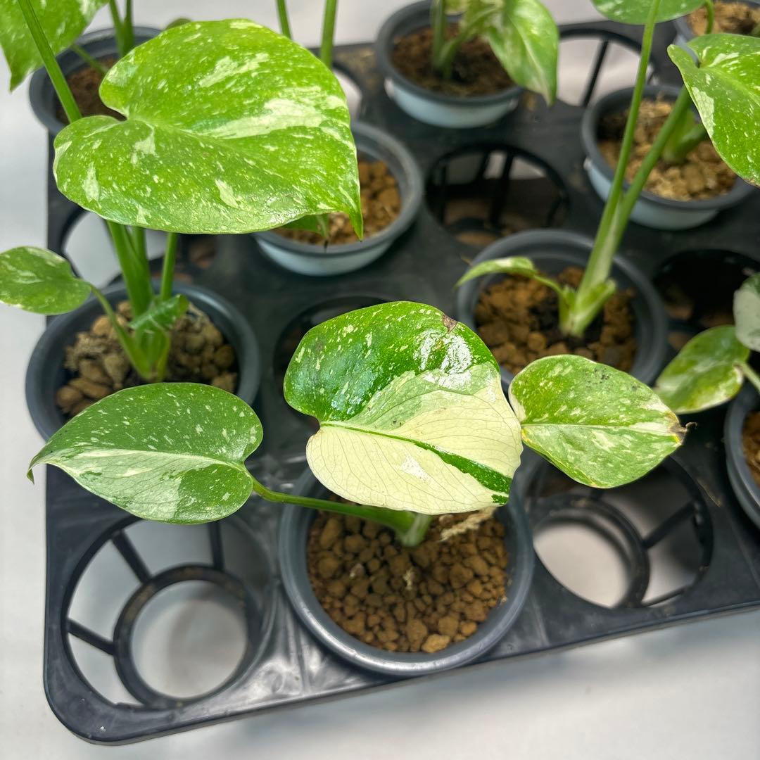 壱*）様 訳あり10株セットms75【特別選抜】モンステラ・タイコンステレーショ