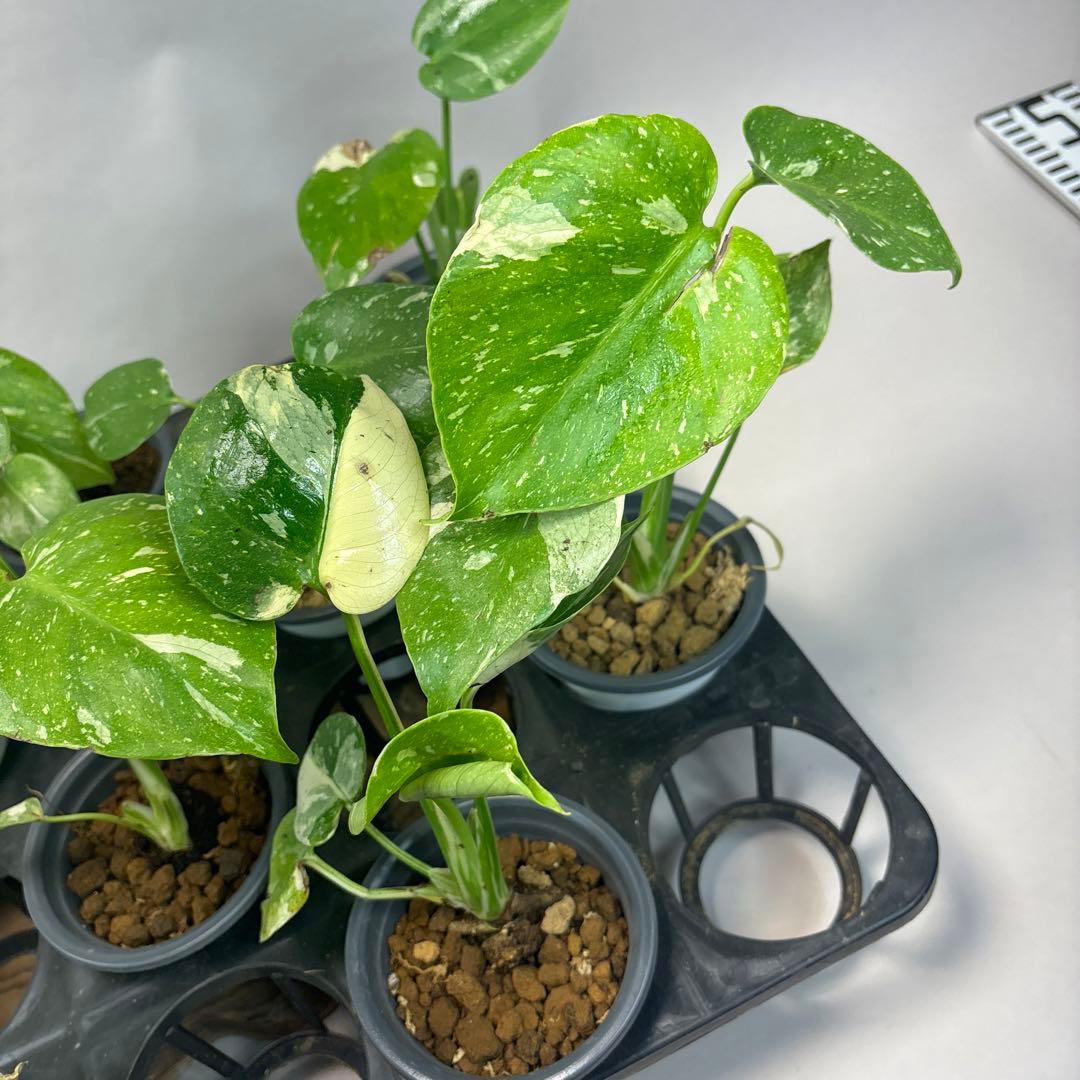 壱*）様 訳あり10株セットms75【特別選抜】モンステラ・タイコンステレーショ