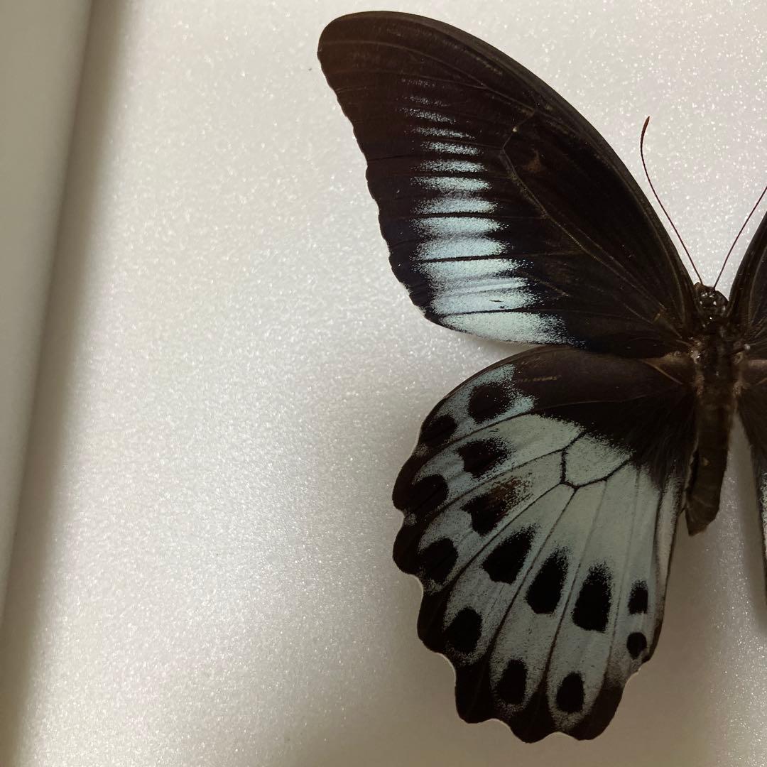 テンジクアゲハ