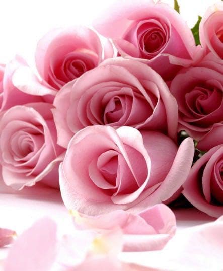 化粧水・ローション・トナー arisu